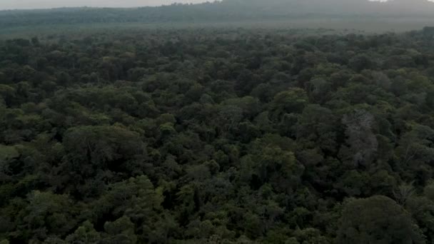Bosque Denso Punta Mona Costa Rica Inclinación Aérea — Vídeo de stock