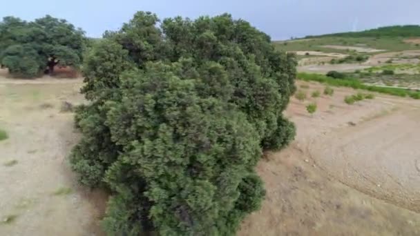 Shot Drone Point Interest Holm Oak Tree Circumference Trunk Meters — Stock Video