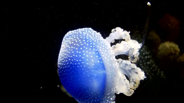 Cierre Medusas Con Manchas Blancas Nadando Océano Profundo Explorando Mundo — Vídeos de Stock