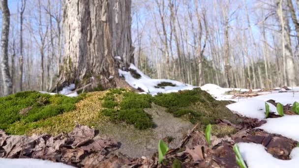 Lichen Árbol Primavera — Vídeos de Stock