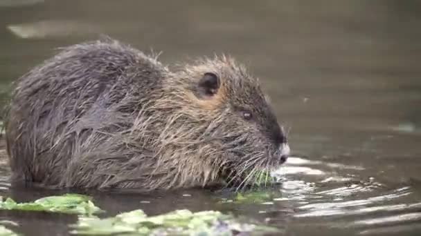 Mladý Roztomilý Nutria Beaver Zelená Zdravý Salát Břehu Řeky Během — Stock video