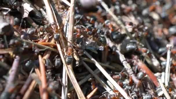 Makro Skott Många Myror Bygga Myrstacken Solig Dag Eusocial Insekter — Stockvideo