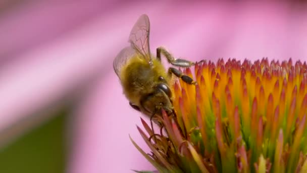 Macro Shot Bee Collecting Pollen Echinacea Flower Pollination Time — Video