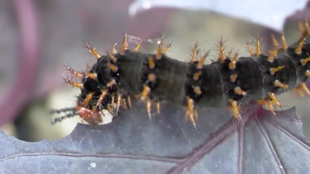 Blackleg Tortoiseshell Nymphalis Polychloros Caterpillar Alimentando Folha Prores — Vídeo de Stock