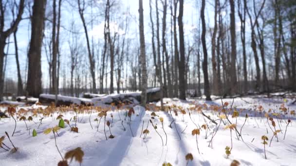 Growing Maple Tree Spring — Stock Video