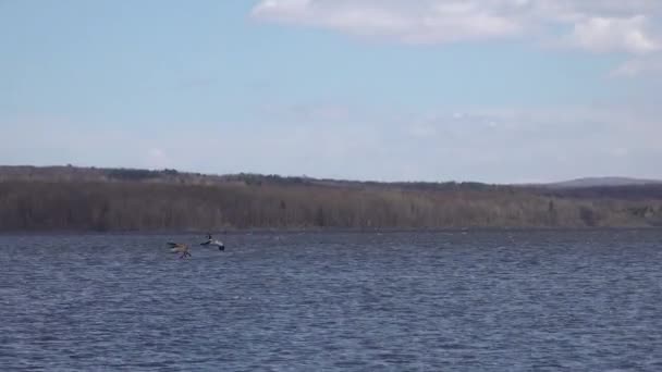 Canada Goose Landing Lago — Vídeo de Stock