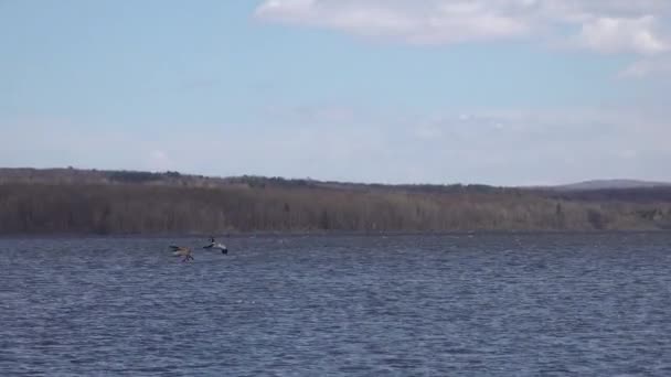 Canada Ganzenlanding Een Meer — Stockvideo