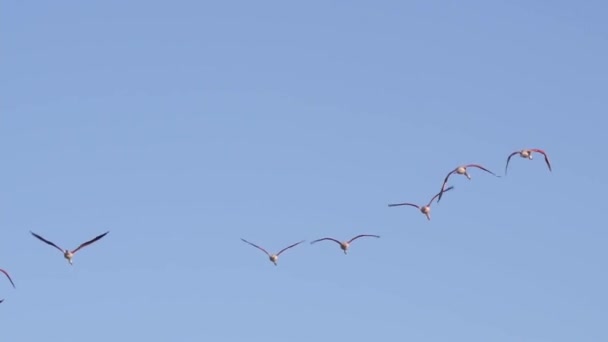 Een Zwerm Chileense Flamingo Die Onder Blauwe Lucht Vliegen Tracking — Stockvideo