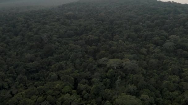 コスタリカのカリブ海沿岸にあるプンタ モナ諸島の厚い熱帯雨林 空中ドローン撮影 — ストック動画