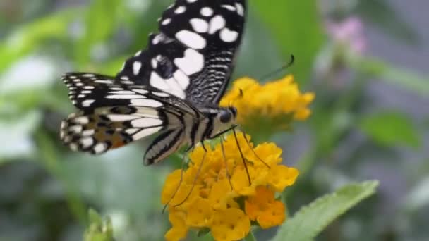 Super makro záběr černobílého motýla krmení nektar žluté květiny s nohama a odletět - zpomalený pohyb