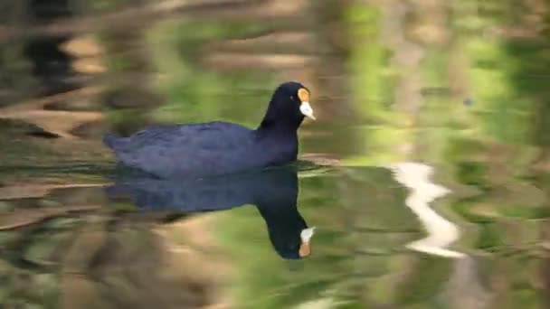 雄大なFulica Leucoptera太陽の光の下で澄んだ湖で泳ぐ鳥 水面に太陽の反射 トラックショットを閉じる — ストック動画