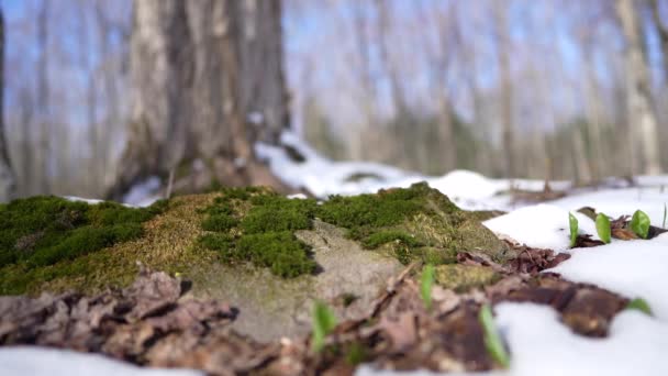 Lichen Arbre Printemps — Video