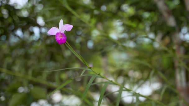 Hermosa Flor Orquídea Selva Amazónica Ecuador Foco Primer Plano — Vídeos de Stock