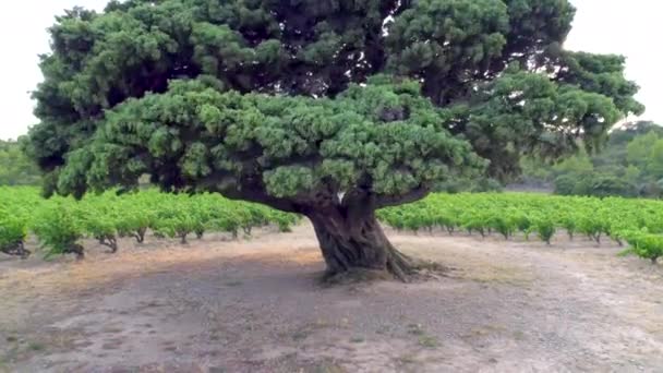 Dispara Baixo Para Cima Juniper Árvore Cerca 1500 Anos Idade — Vídeo de Stock