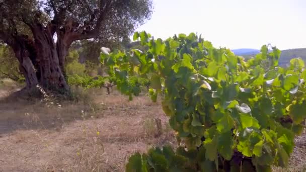 Prise Vue Une Vigne Centenaire Olivier Circonférence Tronc Est Environ — Video