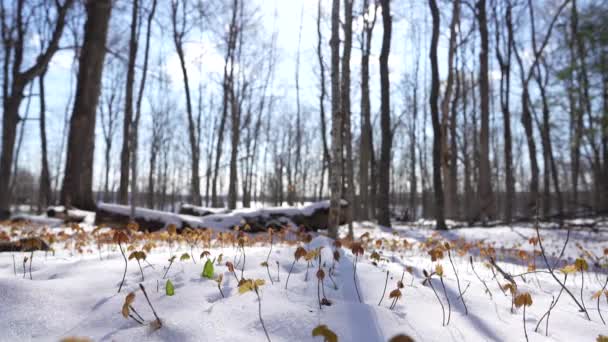 Growing Maple Tree Spring — Stock Video