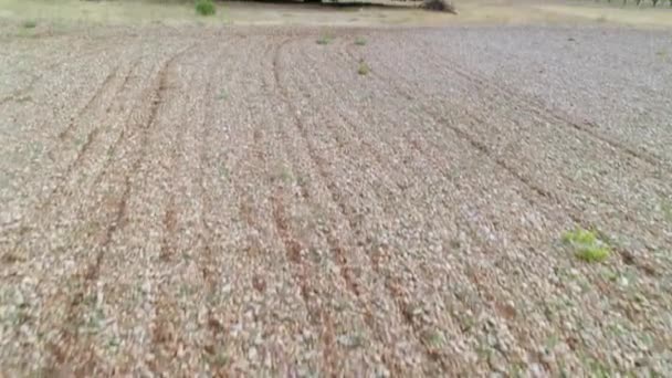 Atingido Com Drone Para Frente Carvalho Holm Circunferência Tronco Metros — Vídeo de Stock