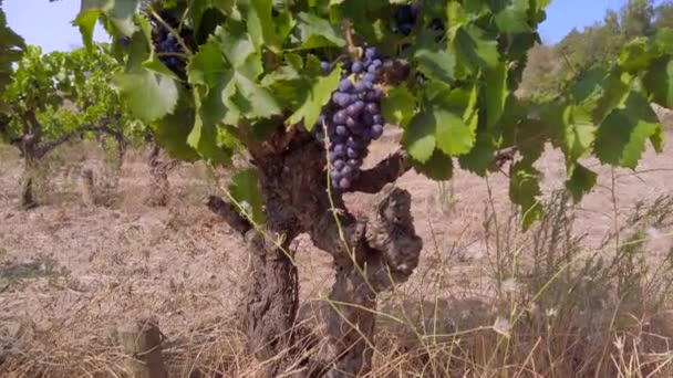 Постріл Виноградної Лози Винограднику Півдні Франції — стокове відео