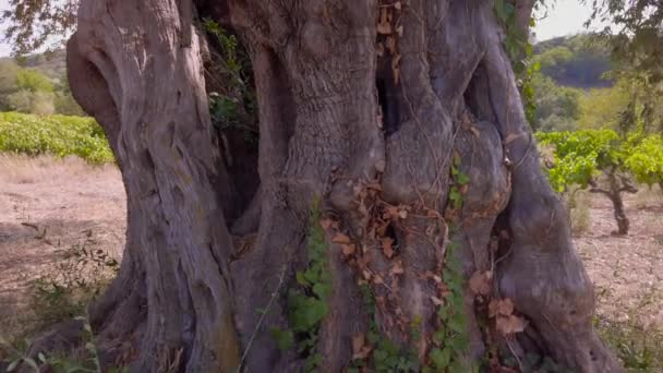 下から撮影します 生きている木の百周年 トランクの周囲は約5メートルと8メートルの高さです 南フランスのブドウ畑にあります — ストック動画