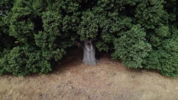 被无人驾驶飞机向后射击橡胶树 树干周长5米 树冠30米 高15米 它位于西班牙卡斯蒂利亚拉曼查的Albacete — 图库视频影像
