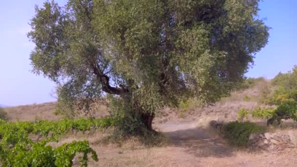 Schießen Sie Von Unten Nach Oben Olivenbaum Hundertjahrfeier Umfang Des — Stockvideo