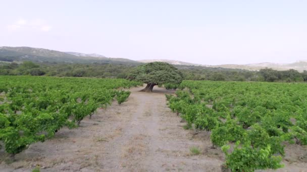 Apropiere Împuşcată Arborele Ienupăr Vechi Aproximativ 1500 Ani Circumferința Maximă — Videoclip de stoc