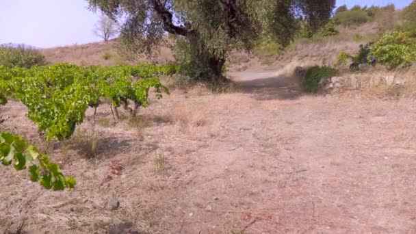 올리브 100 줄기의 둘레는 높이는 미터입니다 프랑스 남부의한 포도원에서 — 비디오