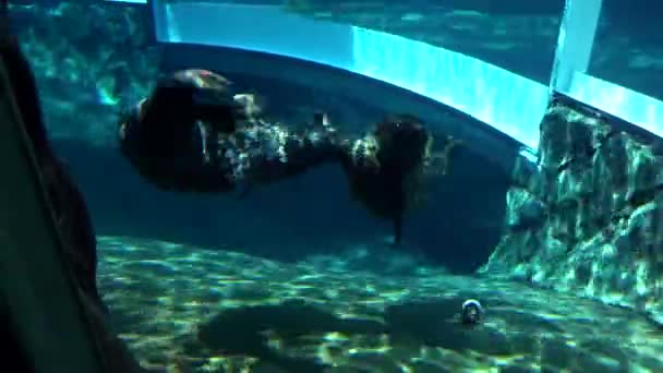 コロンバス動物園と水族館で水の中で戦うアシカ — ストック動画