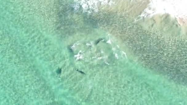 Eine Gruppe Von Fünf Delfinen Schwimmt Unter Blauem Wasser Spinner — Stockvideo