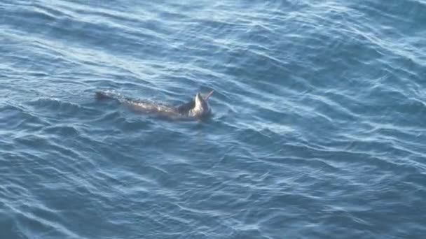 Grijze Zeehond Halichoerus Grypus Drijvend Rustend Zeewater Fascinerend Uitzicht Vanuit — Stockvideo