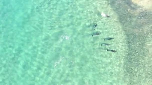 Bovenaanzicht Vanuit Lucht Van Dolfijnen Die Spelen Schoon Transparant Zeewater — Stockvideo