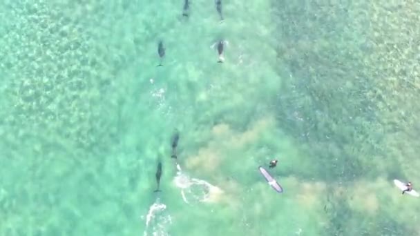 Aerial Top Forward Shot Dolphin Dan Sekelompok Ikan Pod Berenang — Stok Video