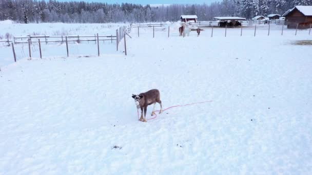 Luftaufnahme Ein Rentier Auf Einem Bauernhof Bewölkten Lappland Kreise Drohnenschuss — Stockvideo