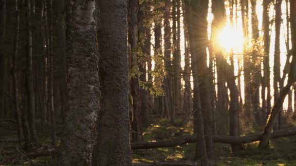 鬱蒼とした森を貫く太陽光線 エストニアのスウプイ登山道 — ストック動画