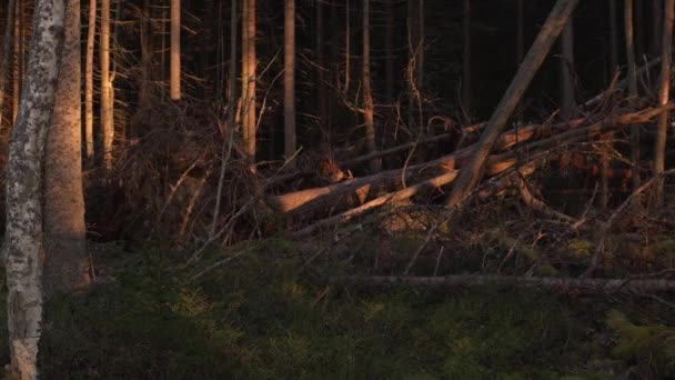 強風に吹かれた森の中の木 スウプイハイキングコース エストニア — ストック動画