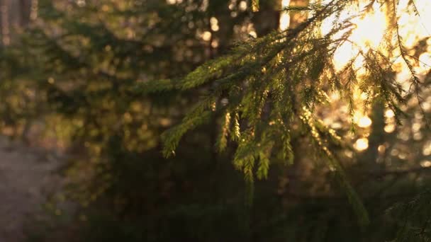 夕日からの美しい黄金の光は 針葉樹の葉を強調します — ストック動画