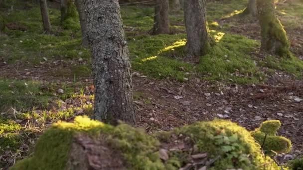 Moosbewachsene Flächen Entlang Des Suurupi Wanderweges Blick Auf Baumstämme — Stockvideo