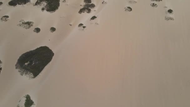 Dron Aéreo Las Dunas Del Desierto Playa Fuerteventura Las Islas — Vídeo de stock