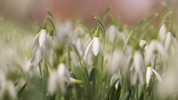 Feche Galanthus Snowdrop Flores Crescendo Neve Balançando Levemente Vento Primeiras — Vídeo de Stock