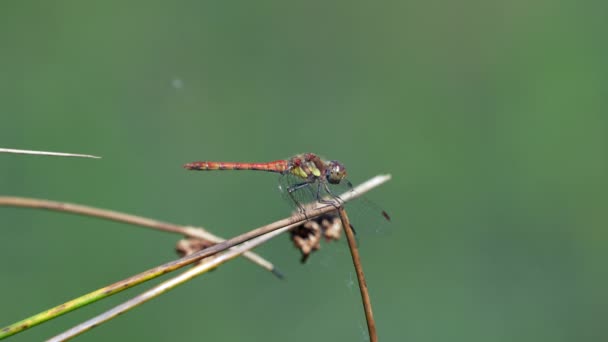 Majestätisk Dragonfly Trägren Över Grön Damm Naturen Solljus Entomologi Och — Stockvideo