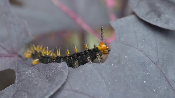 Détails Macro Extrêmes Chenille Sauvage Mangeant Des Feuilles Fraîches Arbre — Video