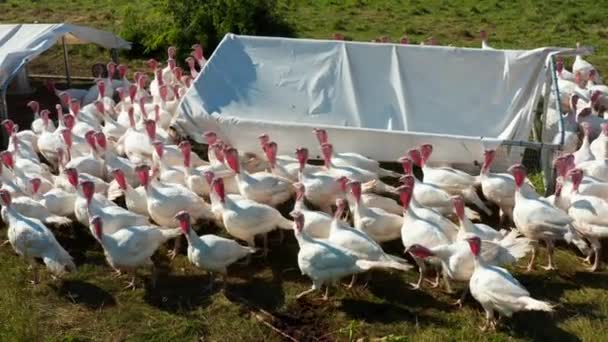 Flock White Turkeys Grass Pasture Free Range Gobbler Bird American — Stock Video