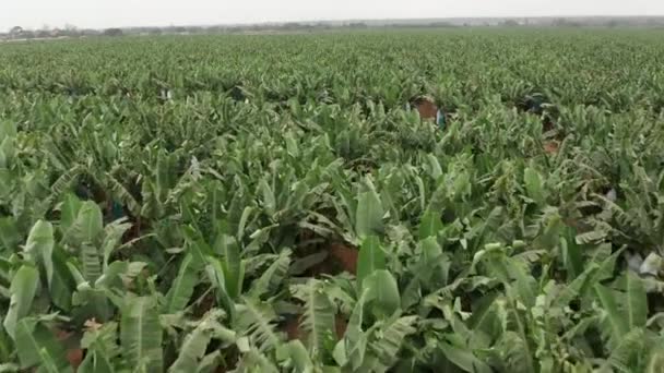 Podróżujący Przodem Nad Uprawą Bananów Caxito Angoli Afryka — Wideo stockowe