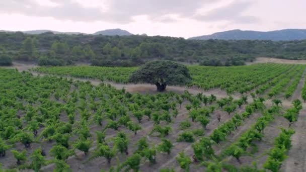 Atingido Com Drone Ponto Interesse Juniper Árvore Cerca 1500 Anos — Vídeo de Stock