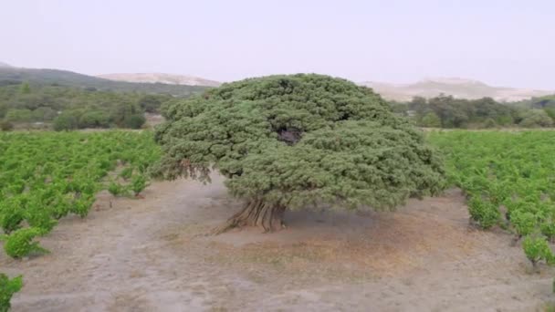 Atingido Com Drone Ponto Interesse Juniper Árvore Cerca 1500 Anos — Vídeo de Stock
