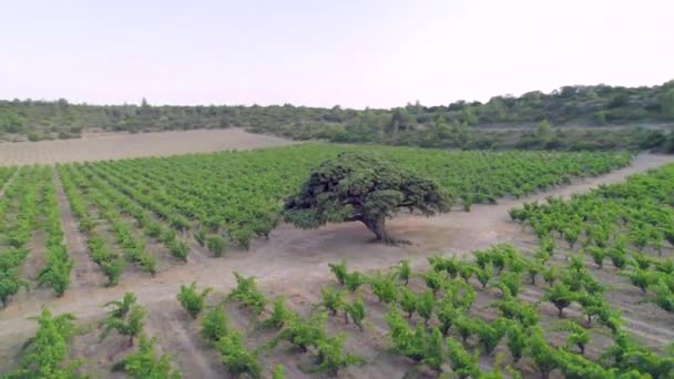 Ile Vurulmuş Ilgi Odağı Ardıç Ağacı Yaklaşık 1500 Yaşında Gövdenin — Stok video