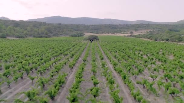 接近撮影 約1500年前のジュニパーツリーは トランクの最大周長は約5メートルと7メートルの高さです 南フランスのブドウ畑にあります — ストック動画