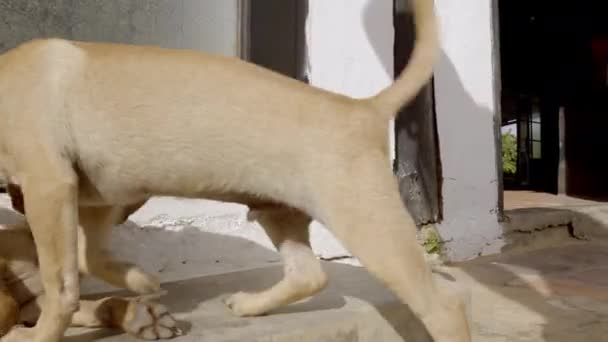 Müder Mischlingshund Mit Staupe Virus Geht Und Schläft Auf Anderem — Stockvideo