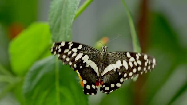 Butterfly species with black wings and white dots collecting nectar with legs,4K