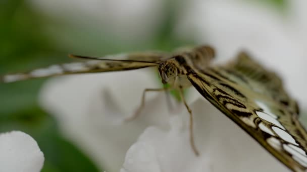 Makro Zblízka Vyčerpaného Motýla Spočívajícího Bílém Květu Ohnisku Hnědožlutá Bílými — Stock video